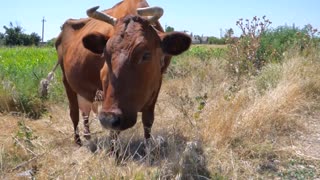 Male Cow Tied In Field Eating Hay Grass