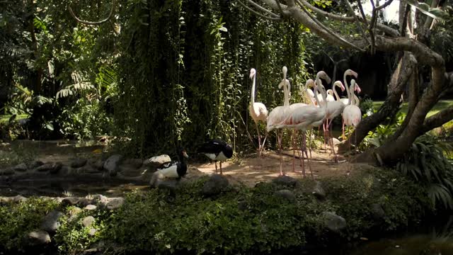 Group of flamingos on of a beautiful lake in during a sunny day. 👍👍