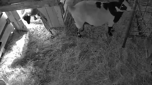 Baby Goat Trying to Sneak Past Mom Faints