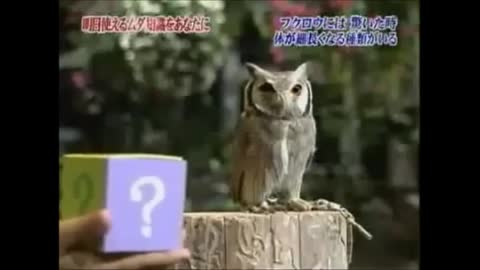 The white-faced owl transformer!