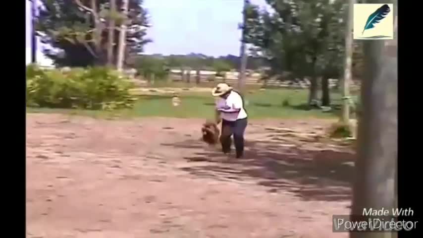 Funny chicken and roosters Chasing kids and adults .