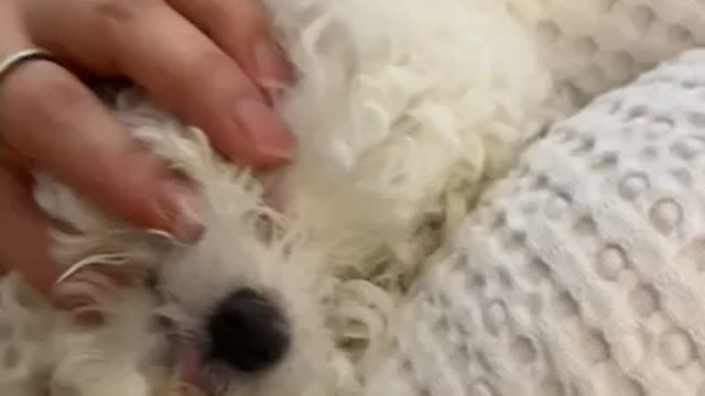 Video of a dog brushing its teeth