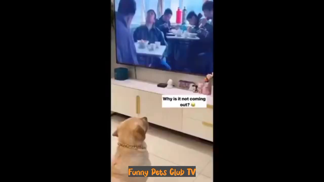 Funny Animal Videos 🤣 Funniest Cats and Dogs Videos 2024 😅