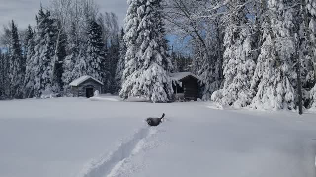 Chocolate Lab Plays in Fluffy Snow