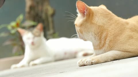 two cats sit on the floor