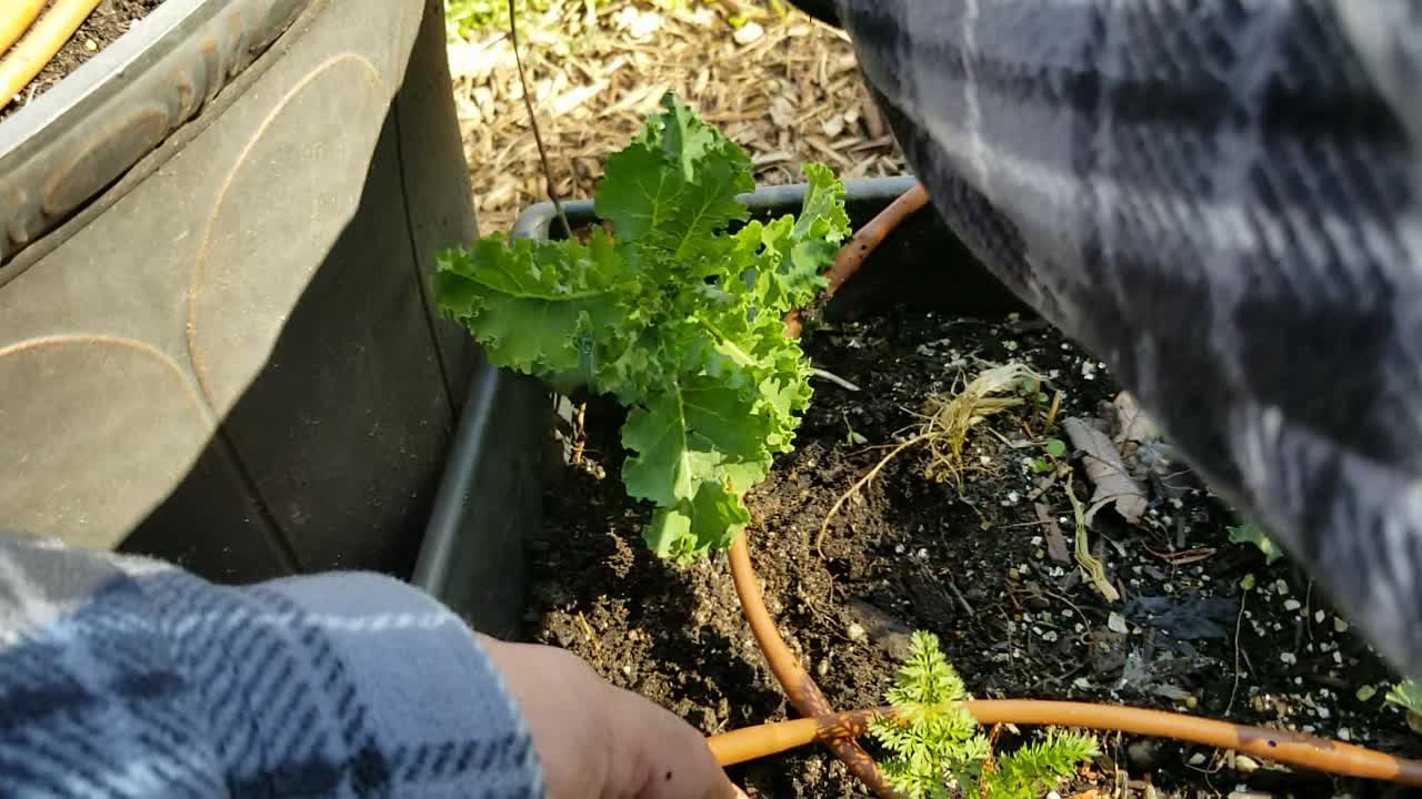 How I Transplant Plants From Beds I Need To Clear