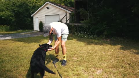 The Secret To Training Your Dog Without A Leash