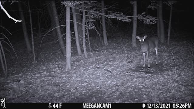 Backyard Cam December 2021