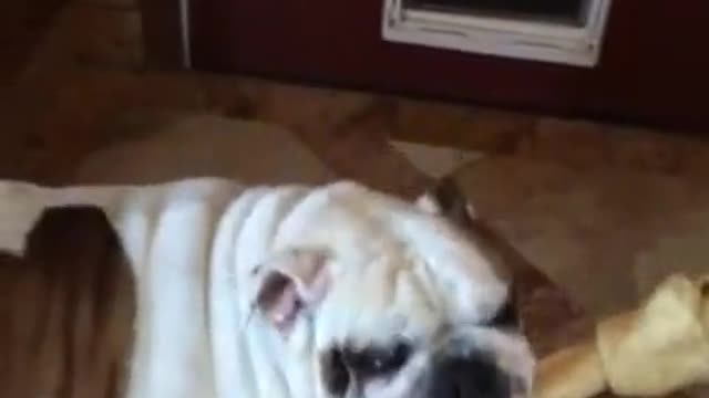 Bulldog cant seem to get bone in doggy door. will she succeeed? Watch till the end