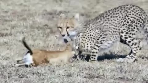 BABOON Saves The FAWN