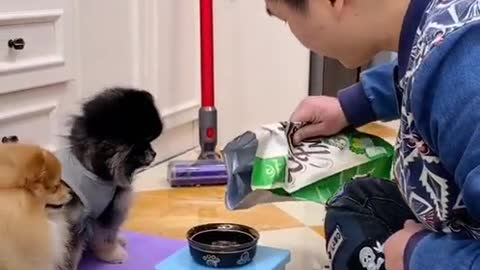 Funny Baby Dogs feeding