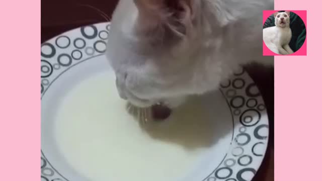 Best funny Cat eating milk