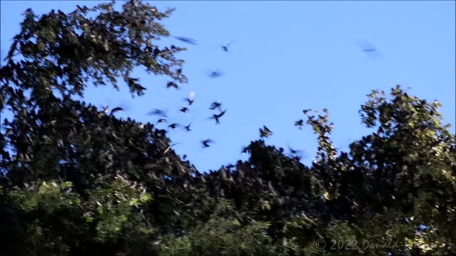 Purple Martins