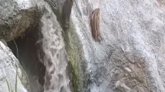 Amazing | Boar and her Kids | crossing lake.