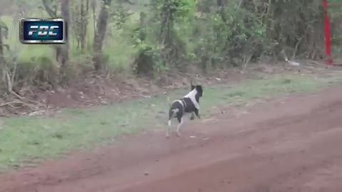 THE DOG AT THE WORLD CHAMPIONSHIP RALLY