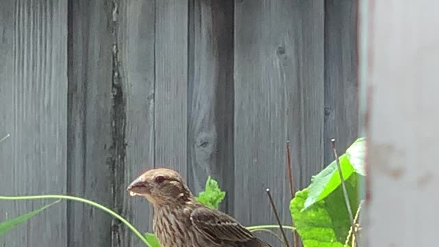 Red Vented Bulbul feeding the Babies