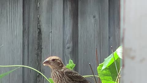 Red Vented Bulbul feeding the Babies