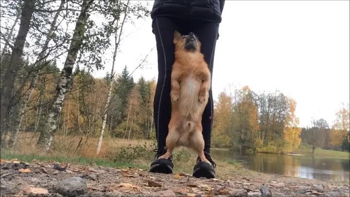 Dog Shows Off Array Of Tricks In Impressive Compilation