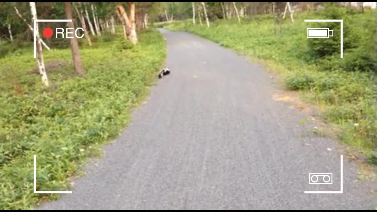 Skunk family meets a bicyclist