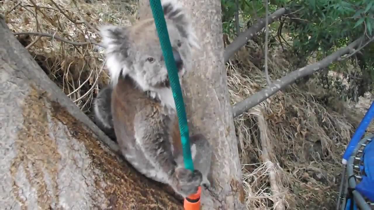 Koala Drinking from Hose in the Summer Heat