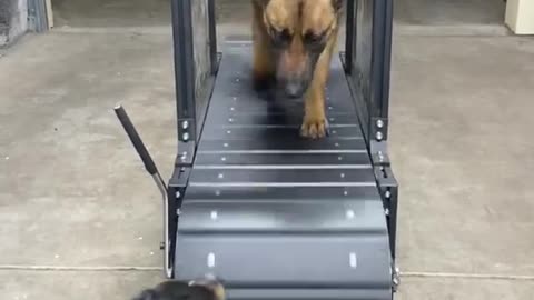 Dog slatmill/treadmill video