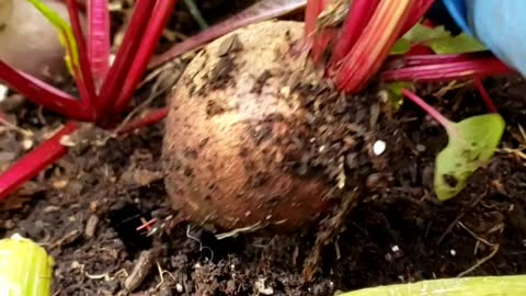Quick Garden Harvest | Potatoes & Beet
