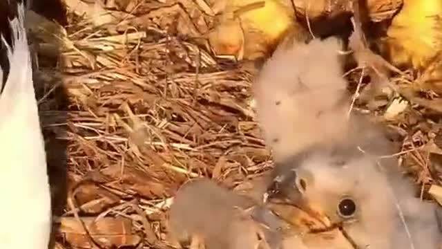 eagle