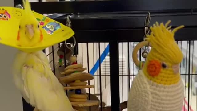 Tha American parrots talking about the same