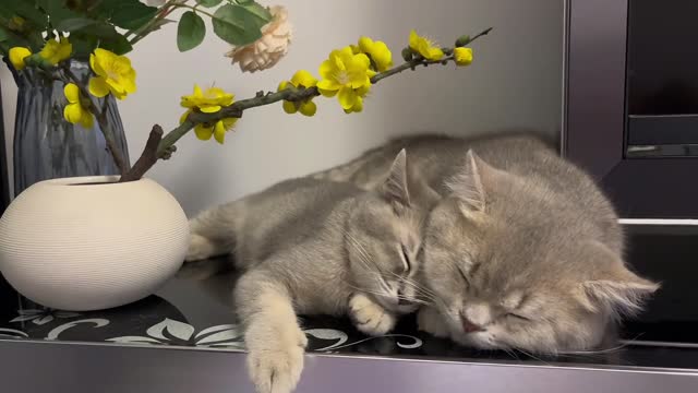 Cat sleeping position sharing