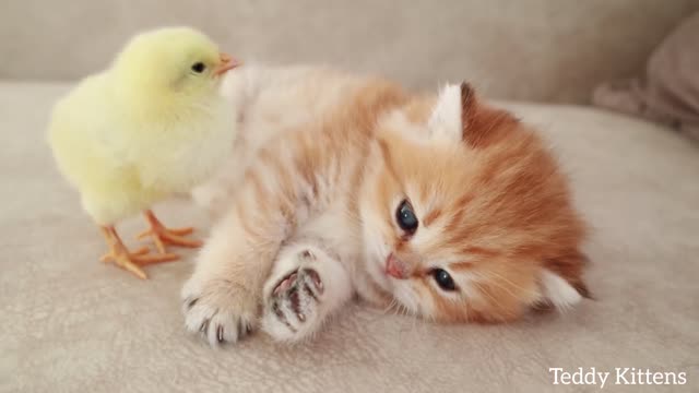 Kitten sleeps sweetly with the Chicken 🐥.mp4