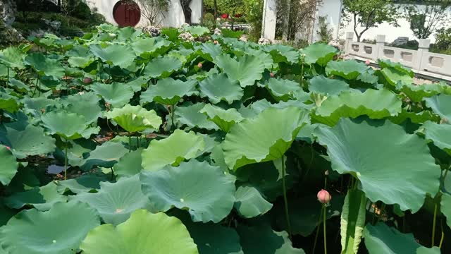 The lotus flowers in the pond are really beautiful.