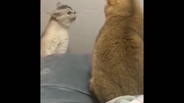 Scolding cats