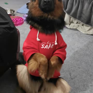 German Shepherd pup does the cutest trick to win a treat
