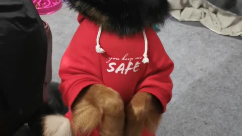 German Shepherd pup does the cutest trick to win a treat