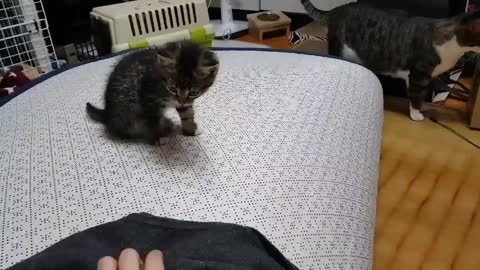 A cute little kitten playing around.