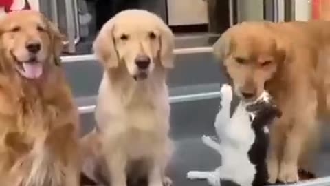 Funny cats & dogs