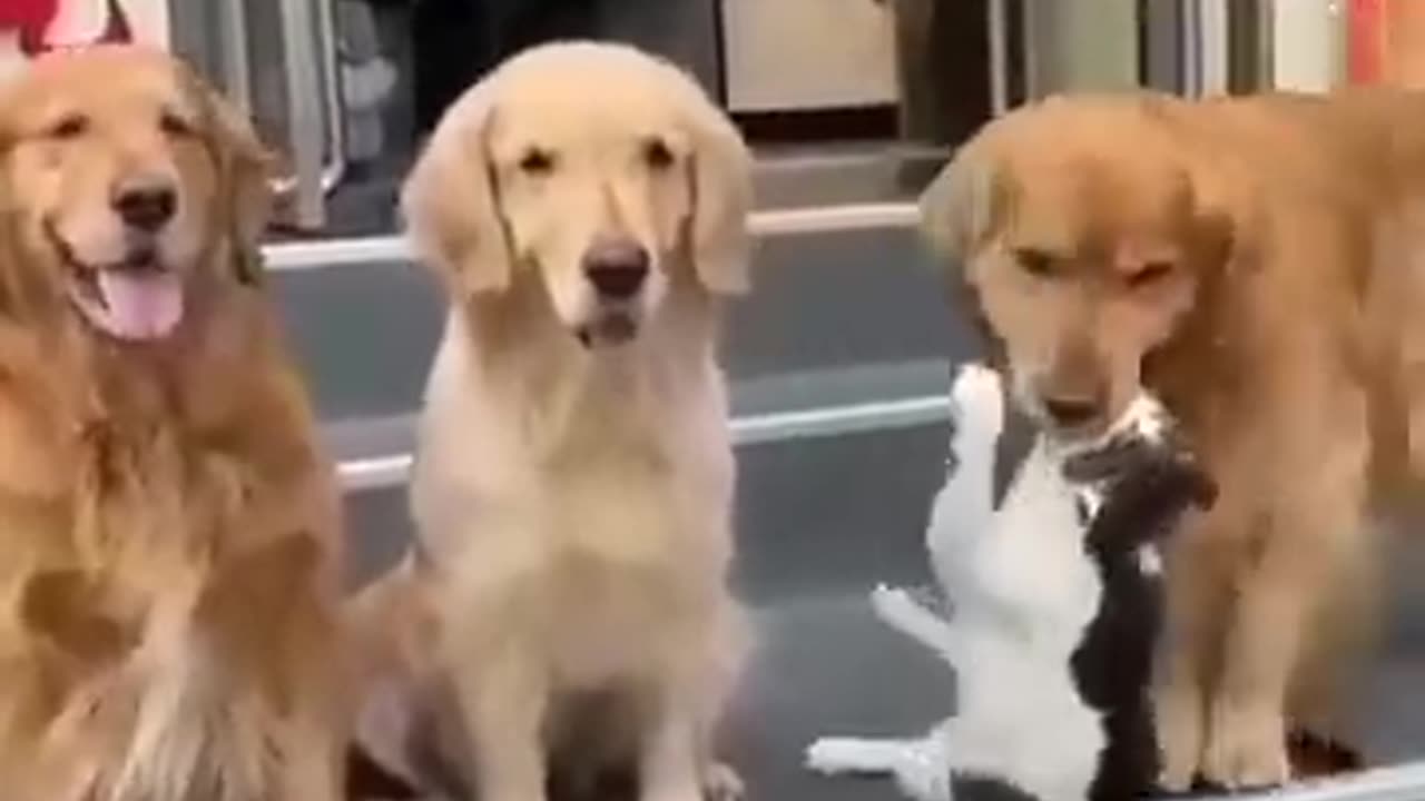 Funny cats & dogs