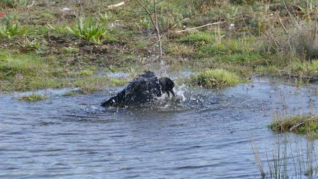 Bathing Black Bird