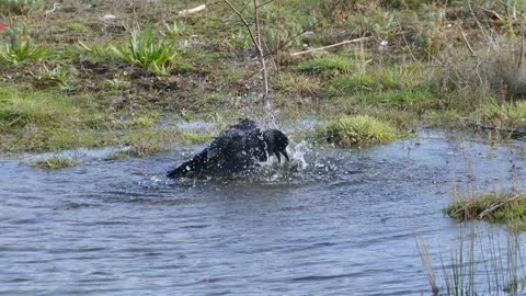 Bathing Black Bird