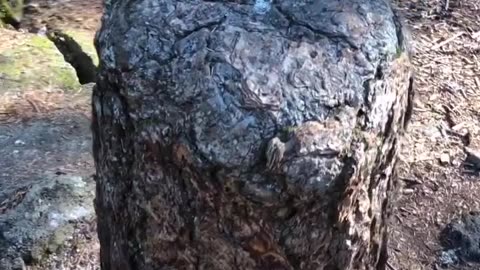 Trees are cool part 1: The Living Stump.