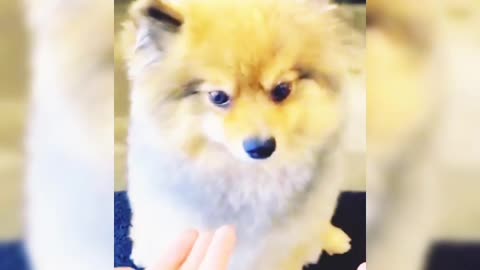 Cute dog