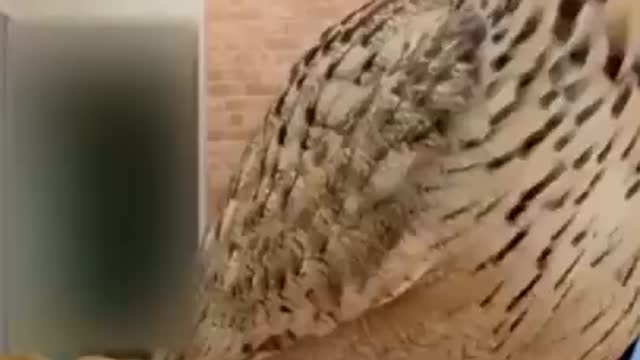 Funny animal 2022