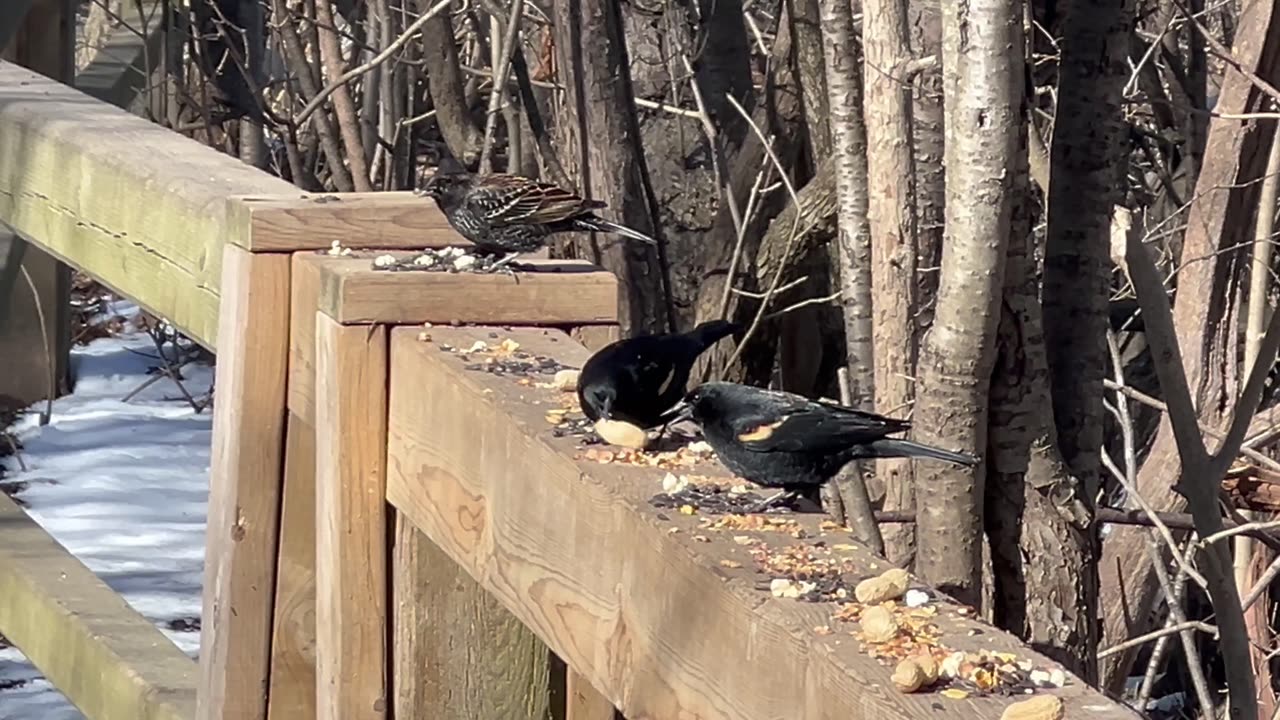 Songbirds fighting over food for no reason 😱