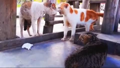 the cat fights. so funny it makes you laugh