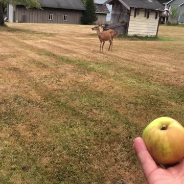 Deer in the yard