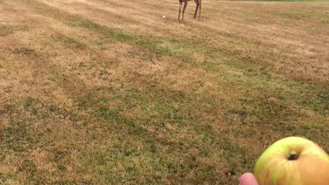 Deer in the yard