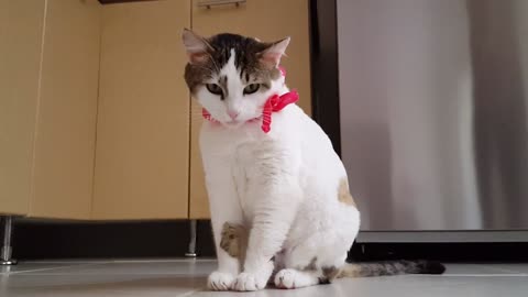 Cute White Cat Relaxing