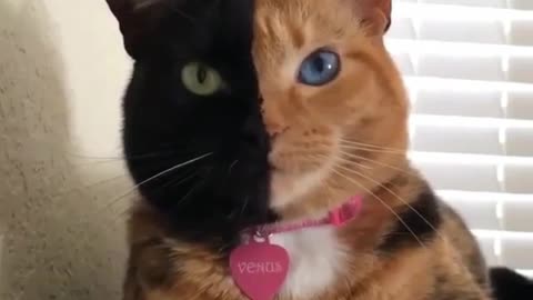 pet cat