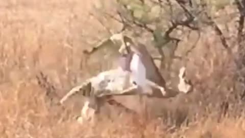 antelope steps on leopard