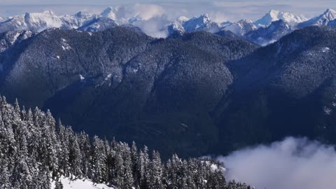 Snow mountains pine-covered